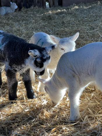 baby lambs